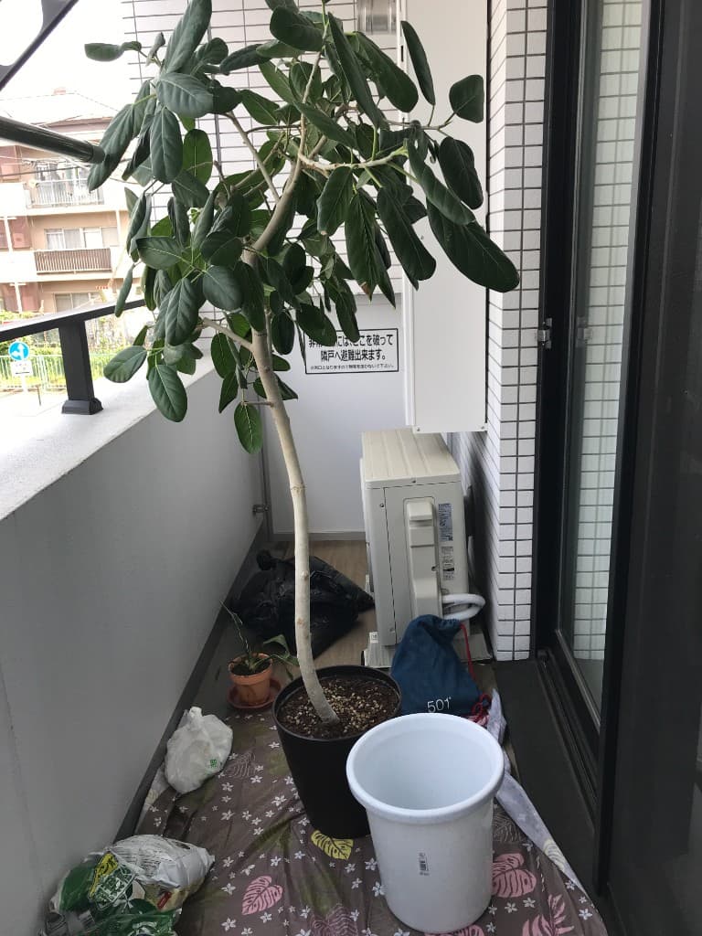 ベランダで植え替え前の大型観葉植物（フィカス）の状態を確認している様子