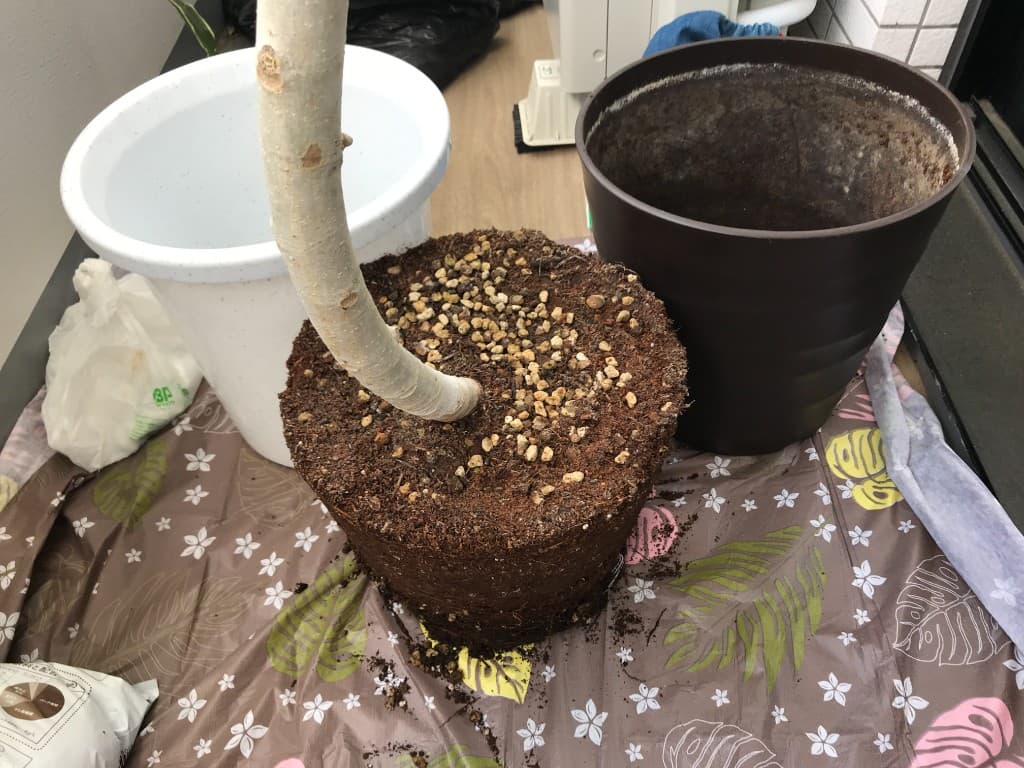 古い鉢から抜いた株と植え替え用の新しい鉢を並べた様子