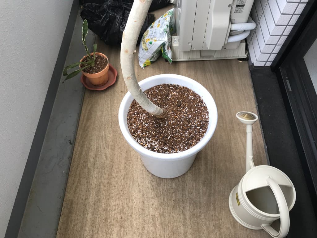 新しい鉢と用土に植え替えが完了した大型観葉植物