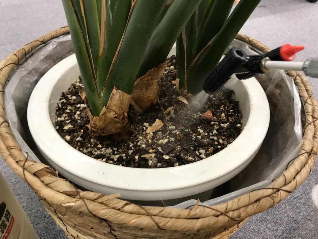 植え替え後に適切な水やりでケアしているサンスベリア