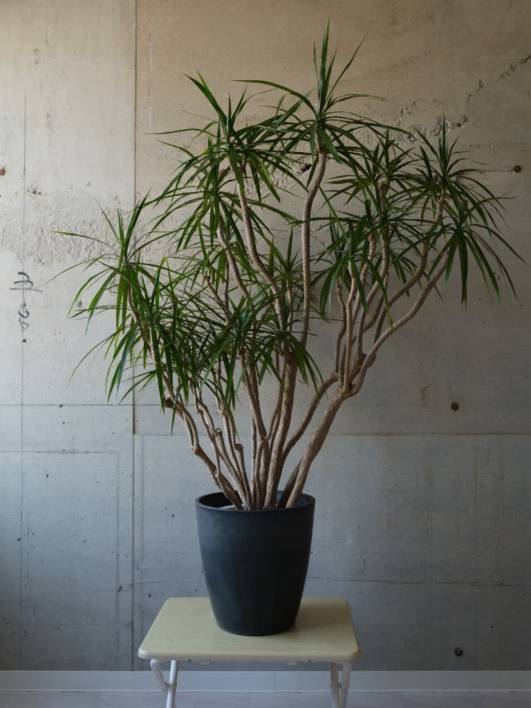 健やかに育った大型観葉植物