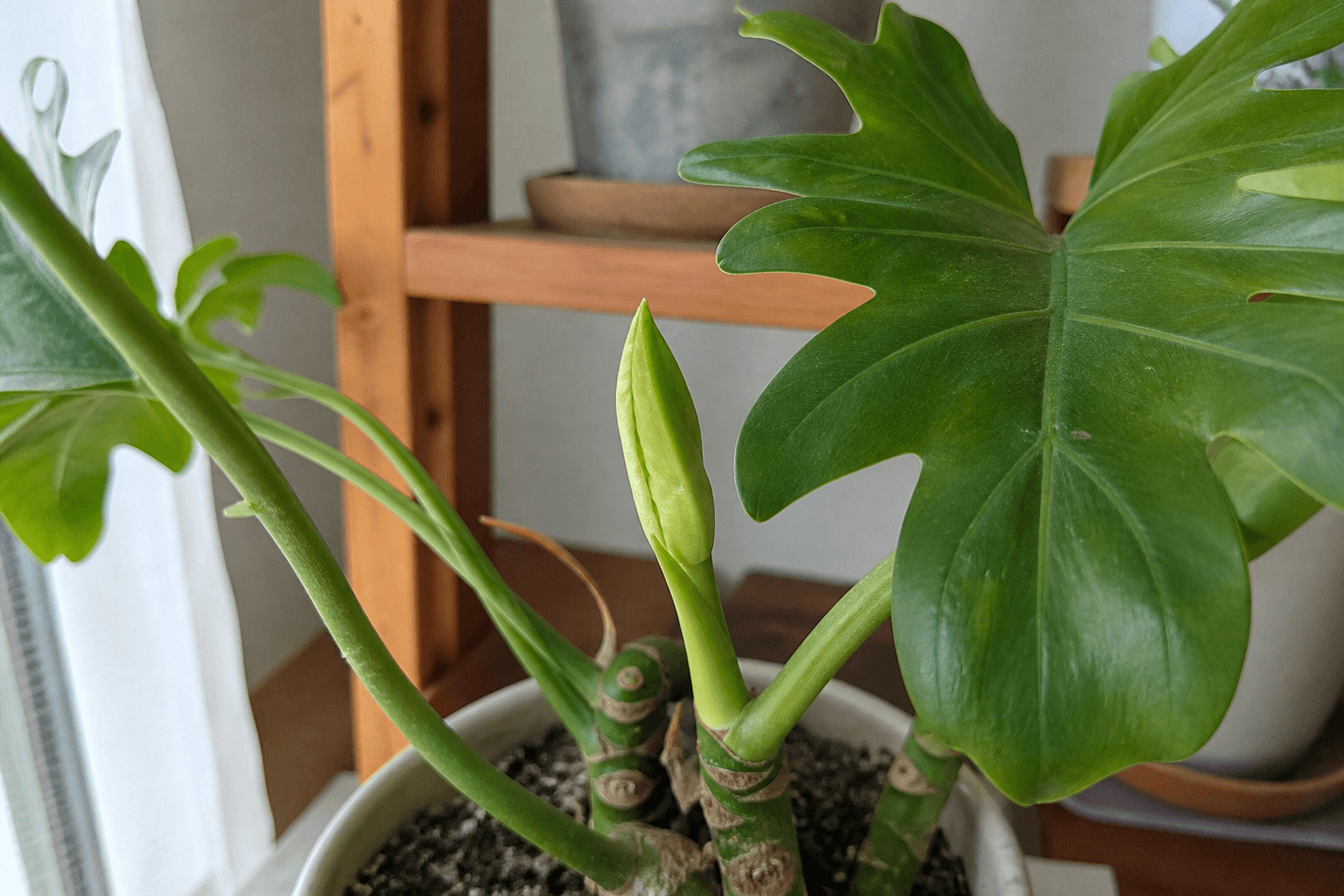 新しい芽が出た植物と、喜ぶご依頼者の様子